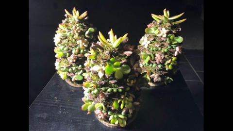 Photo of three small Christmas trees created from succulent plants