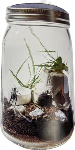 Cricket Jar