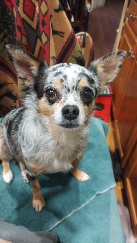 Carmen is the PAWS of Dearborn County therapy dog