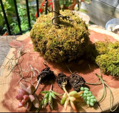 Living Succulent Pumpkin Topiary 