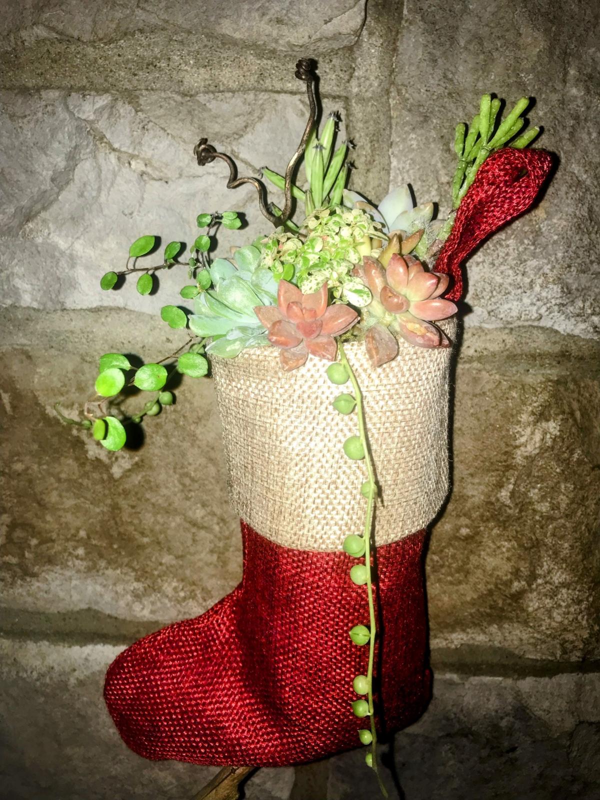 Stocking filled with succulent plants.